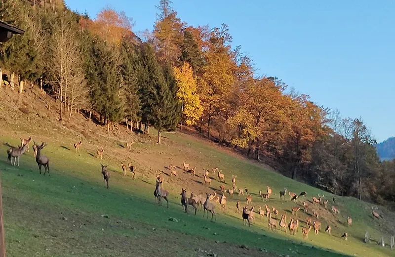 herbst_rotwild